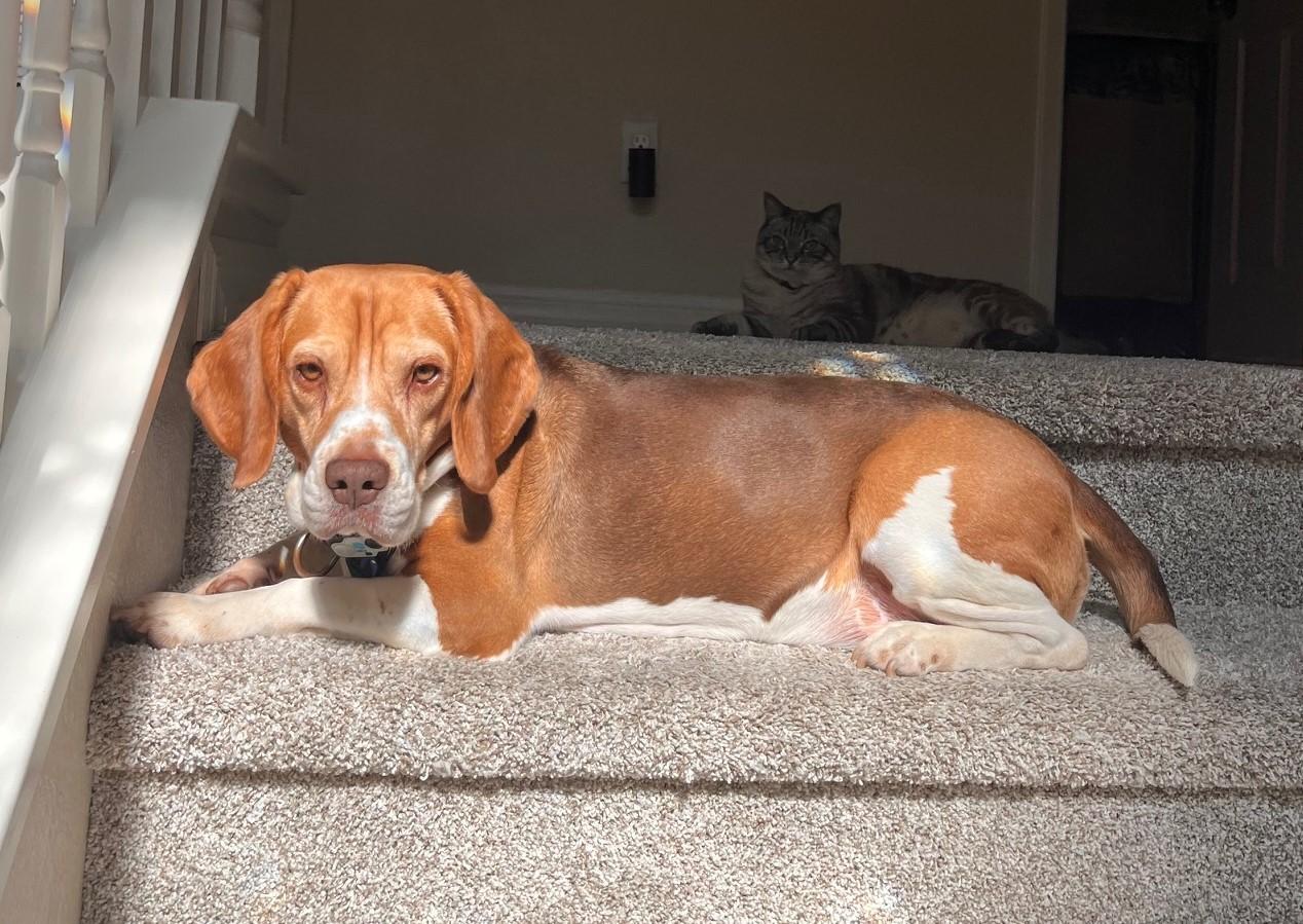 Cooper (COURTESY POST), an adopted Beagle in Tucson, AZ image 2/3