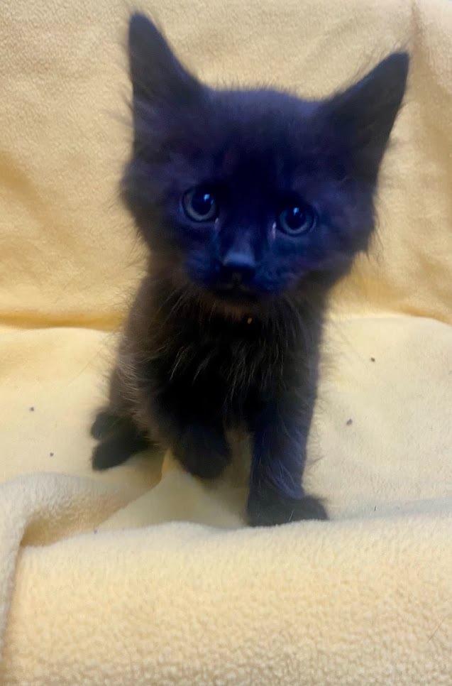 Bruh/Brownie, Adopted, Young Male Domestic Medium Hair.