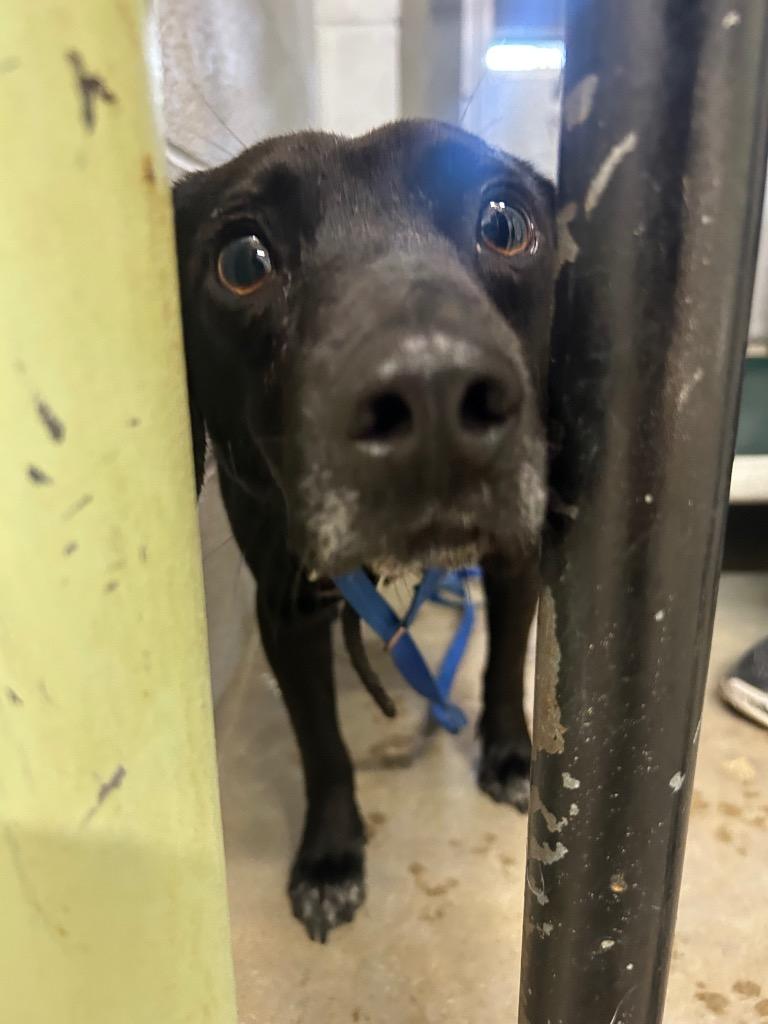 Scout, Adoptable, Adult Male Beagle.