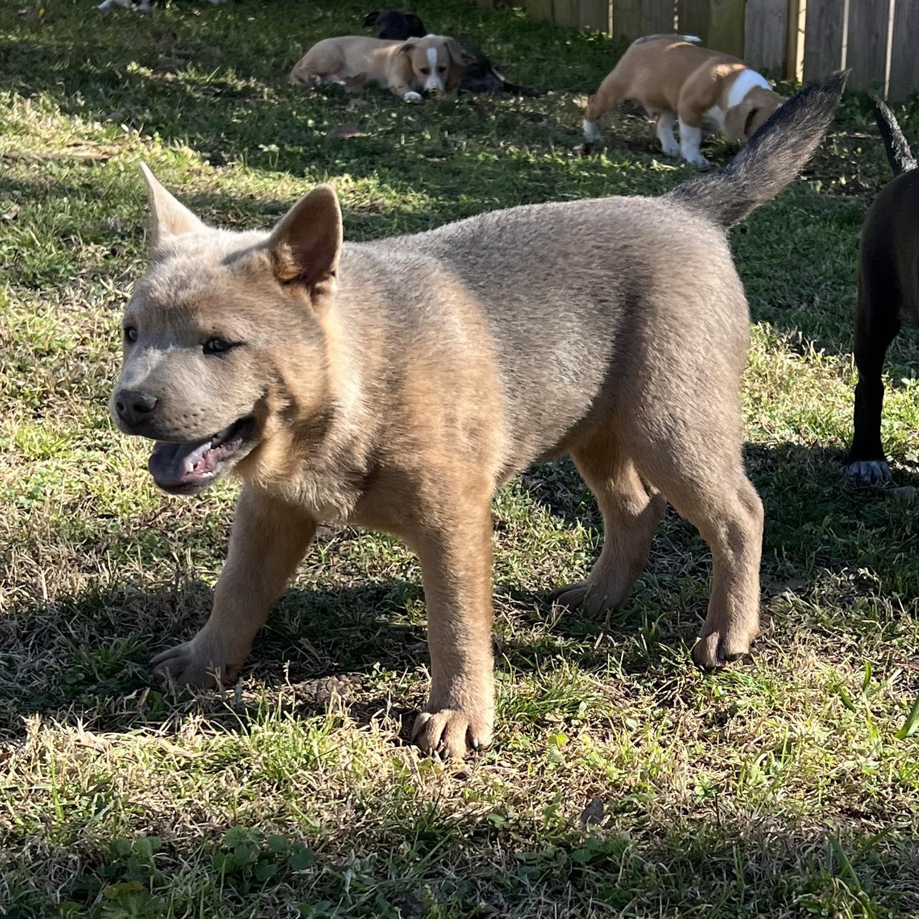 Enlarge Duck, an adopted mixed breed in Mount Arlington, NJ image 4/6