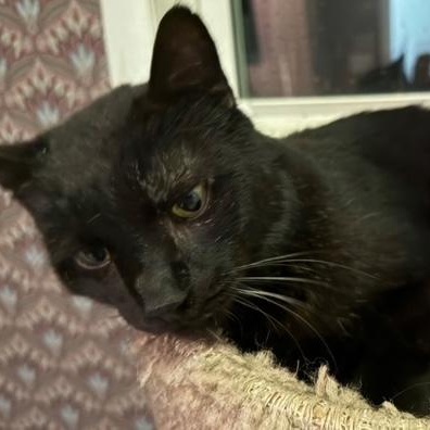 Henry, Adoptable, Senior Male Domestic Short Hair.