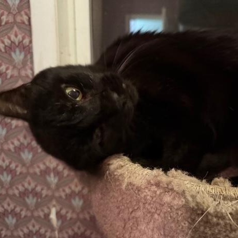 Henry, a Adoptable Domestic Short Hair in Pitman, NJ image 2/5