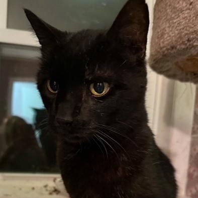 Henry, a Adoptable Domestic Short Hair in Pitman, NJ image 3/5