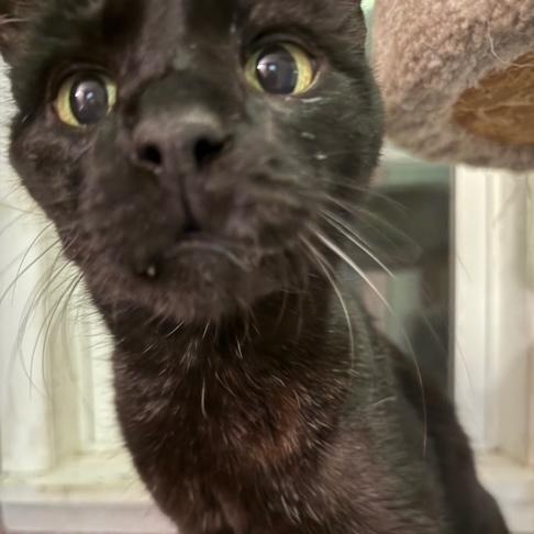 Henry, a Adoptable Domestic Short Hair in Pitman, NJ image 4/5