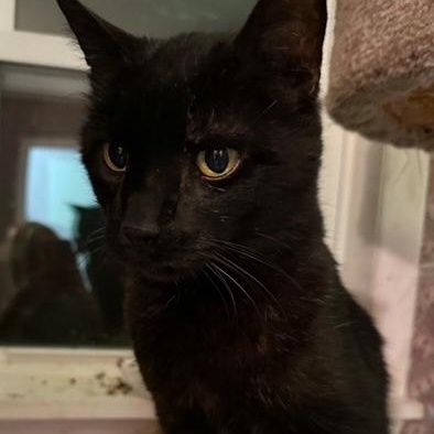 Henry, a Adoptable Domestic Short Hair in Pitman, NJ image 5/5