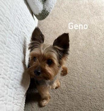 Enlarge geno, a Adopted Yorkshire Terrier in Manhattan, MT image 1/1