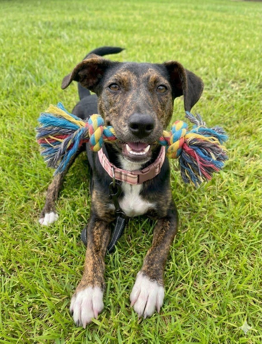 Scarlett, a Adoptable Labrador Retriever in Mount Laurel, NJ image 1/3