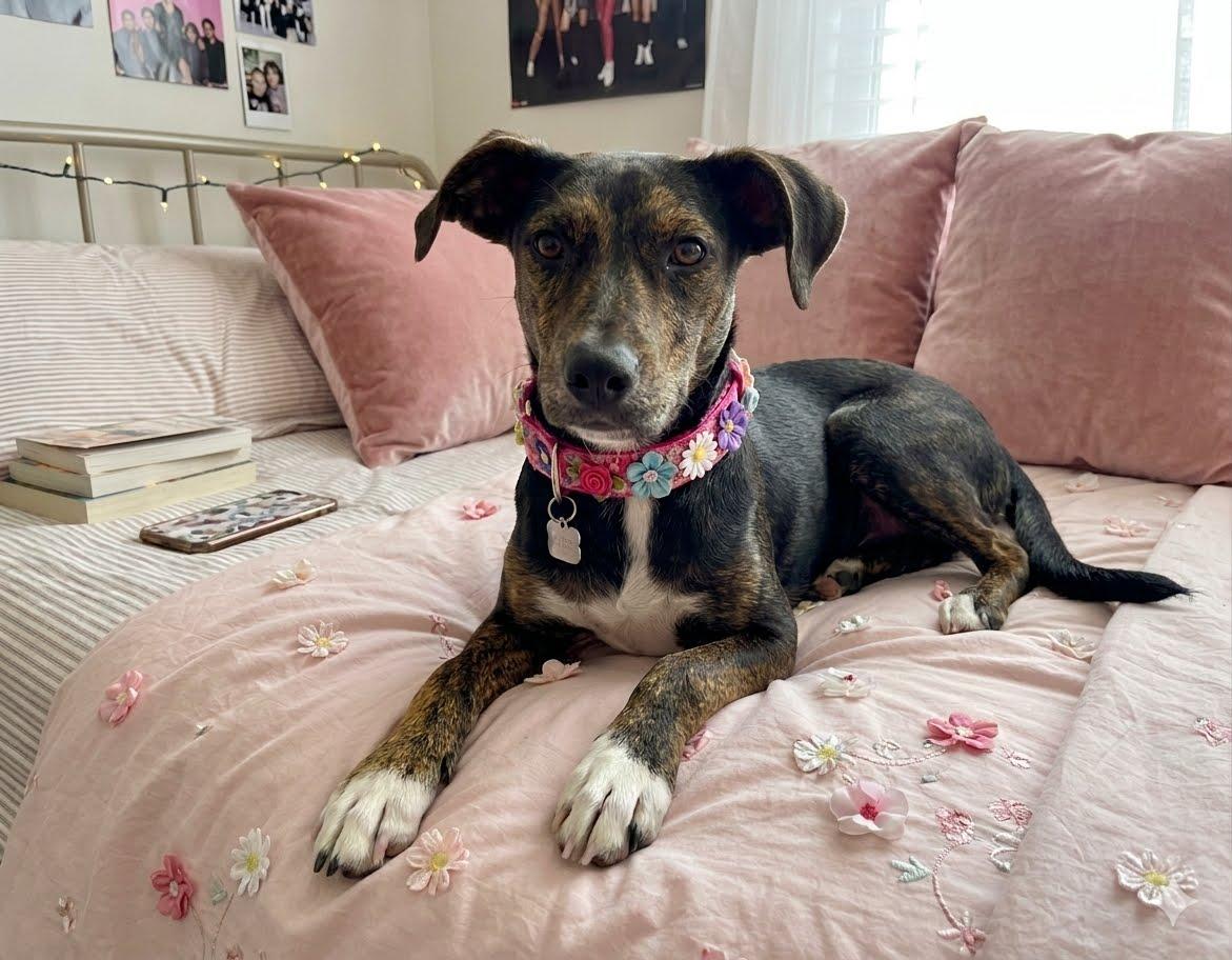 Scarlett, a Adoptable Labrador Retriever in Mount Laurel, NJ image 2/3