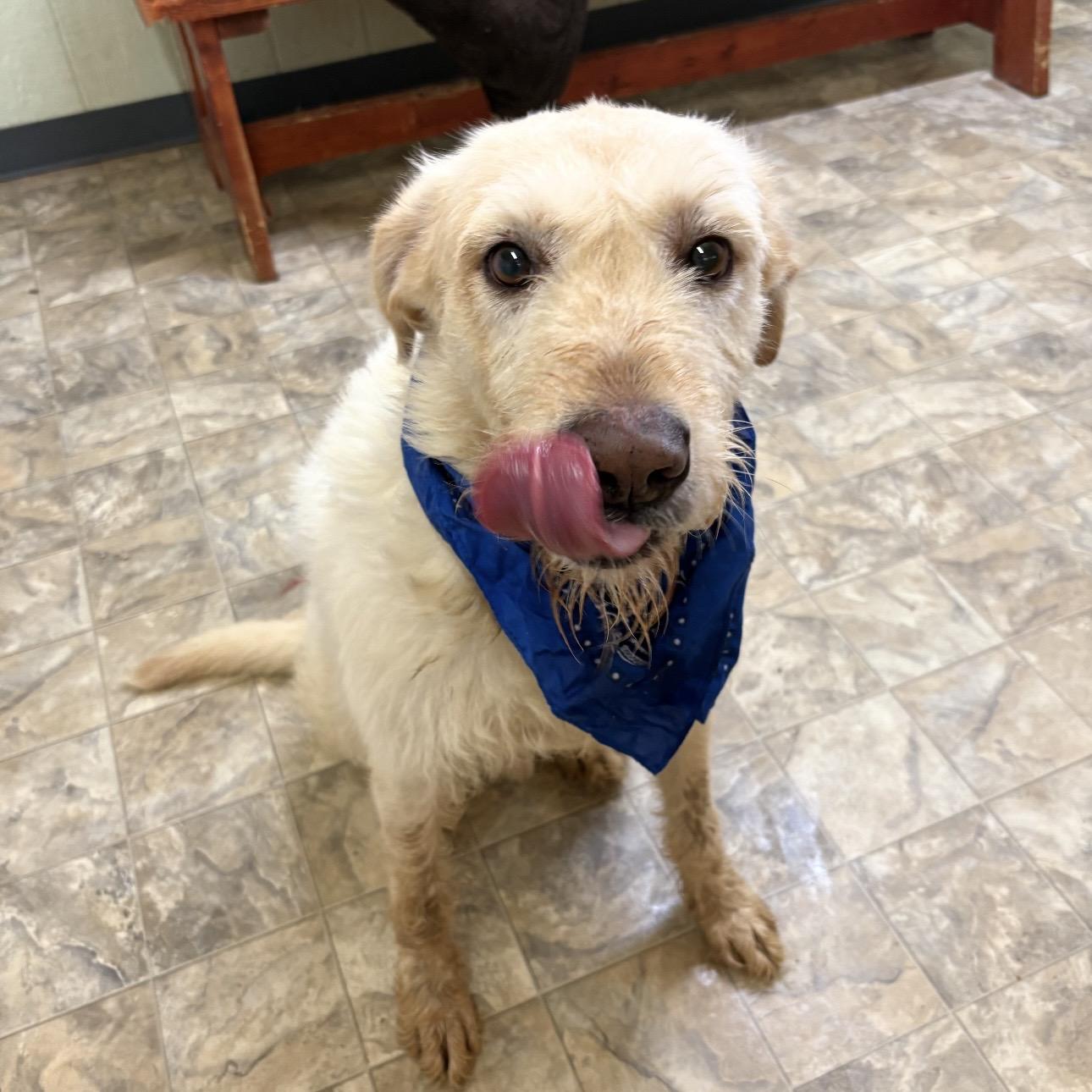 Enlarge Renfield, a ADOPTABLE mixed breed in Pilot Point, TX image 1/2