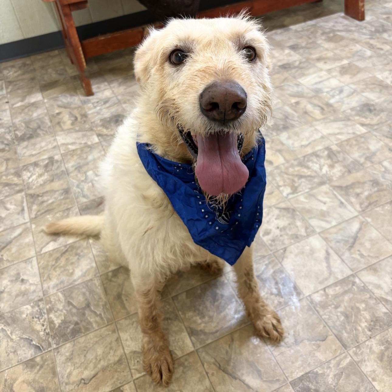 Enlarge Renfield, a ADOPTABLE mixed breed in Pilot Point, TX image 2/2