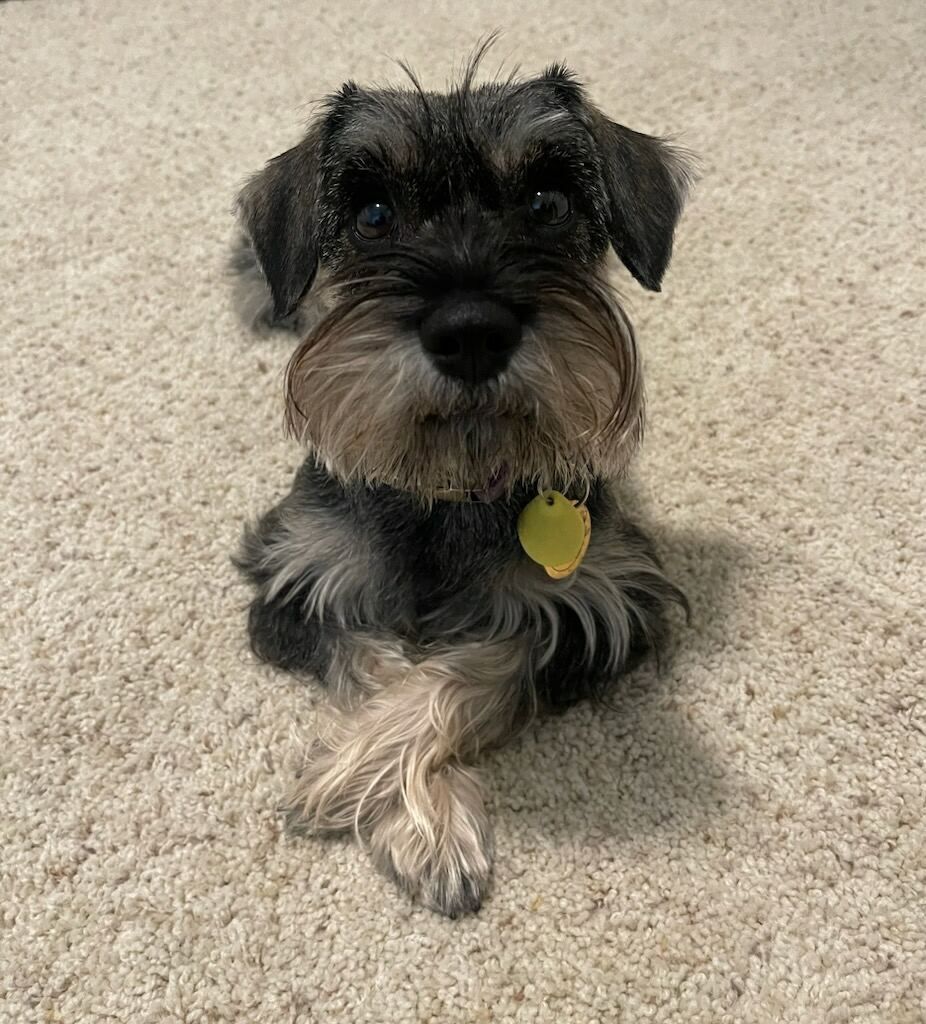Enlarge Harper (STOLEN), a Adoptable Miniature Schnauzer in Claremont, CA image 1/4