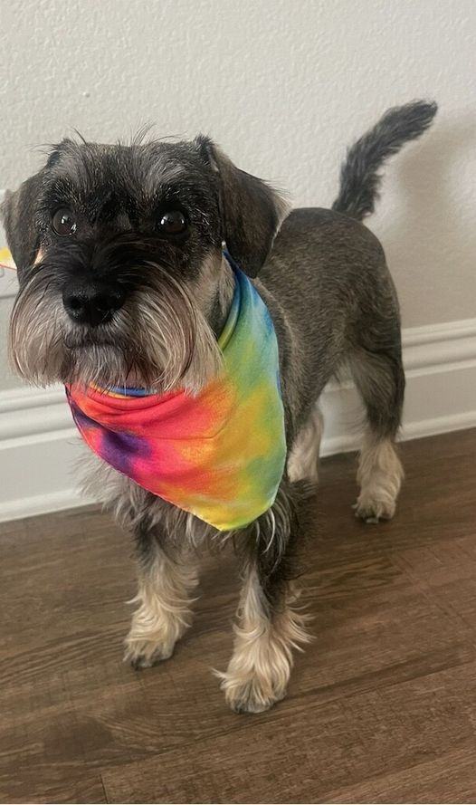 Enlarge Harper (STOLEN), a Adoptable Miniature Schnauzer in Claremont, CA image 2/4