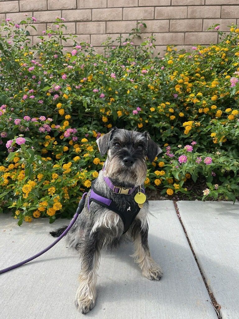 Enlarge Harper (STOLEN), a Adoptable Miniature Schnauzer in Claremont, CA image 3/4