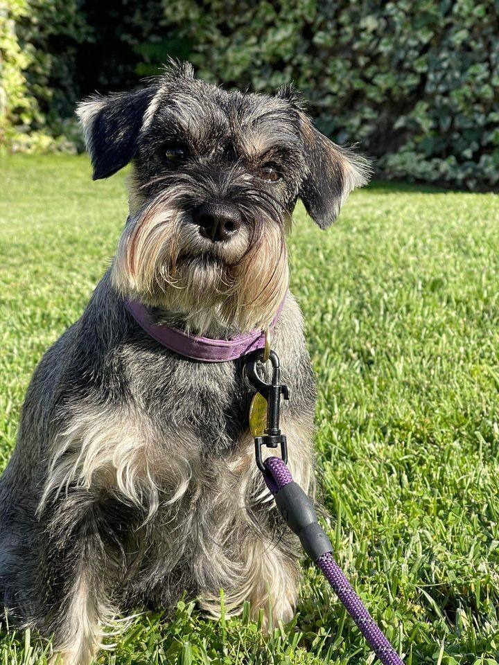 Enlarge Harper (STOLEN), a Adoptable Miniature Schnauzer in Claremont, CA image 4/4