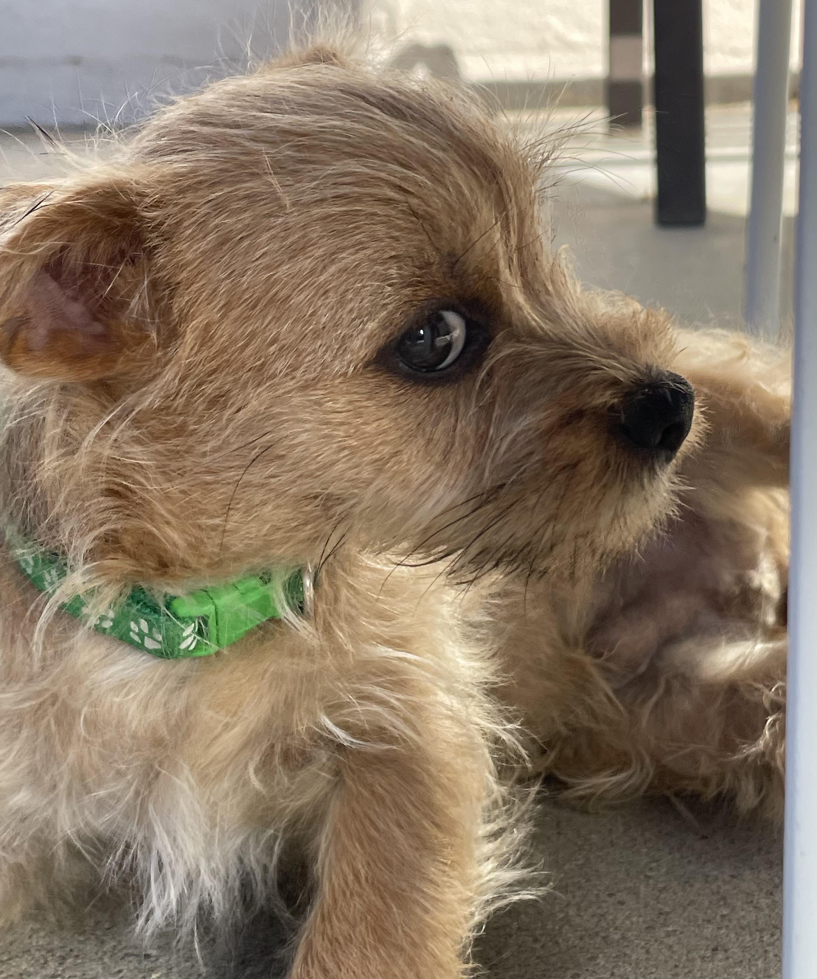 Champagne Litter_Champagne, an adoptable Terrier, Papillon in Redwood City, CA, 94061 | Photo Image 4