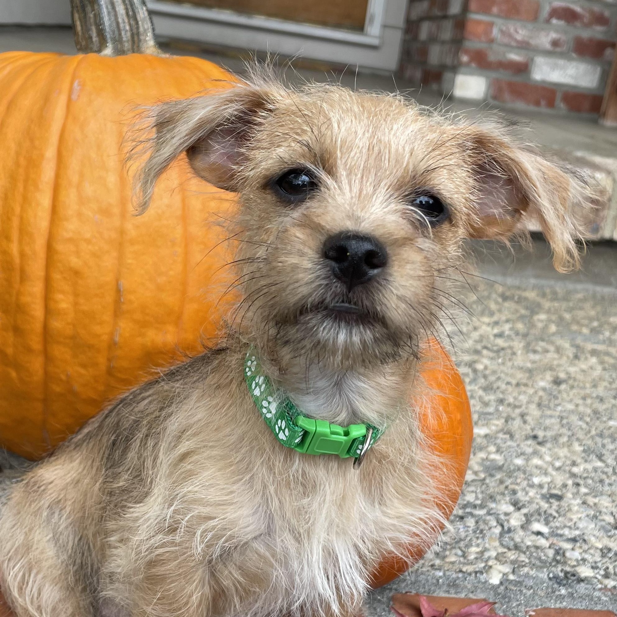 Champagne Litter_Champagne, an adoptable Terrier, Papillon in Redwood City, CA, 94061 | Photo Image 2