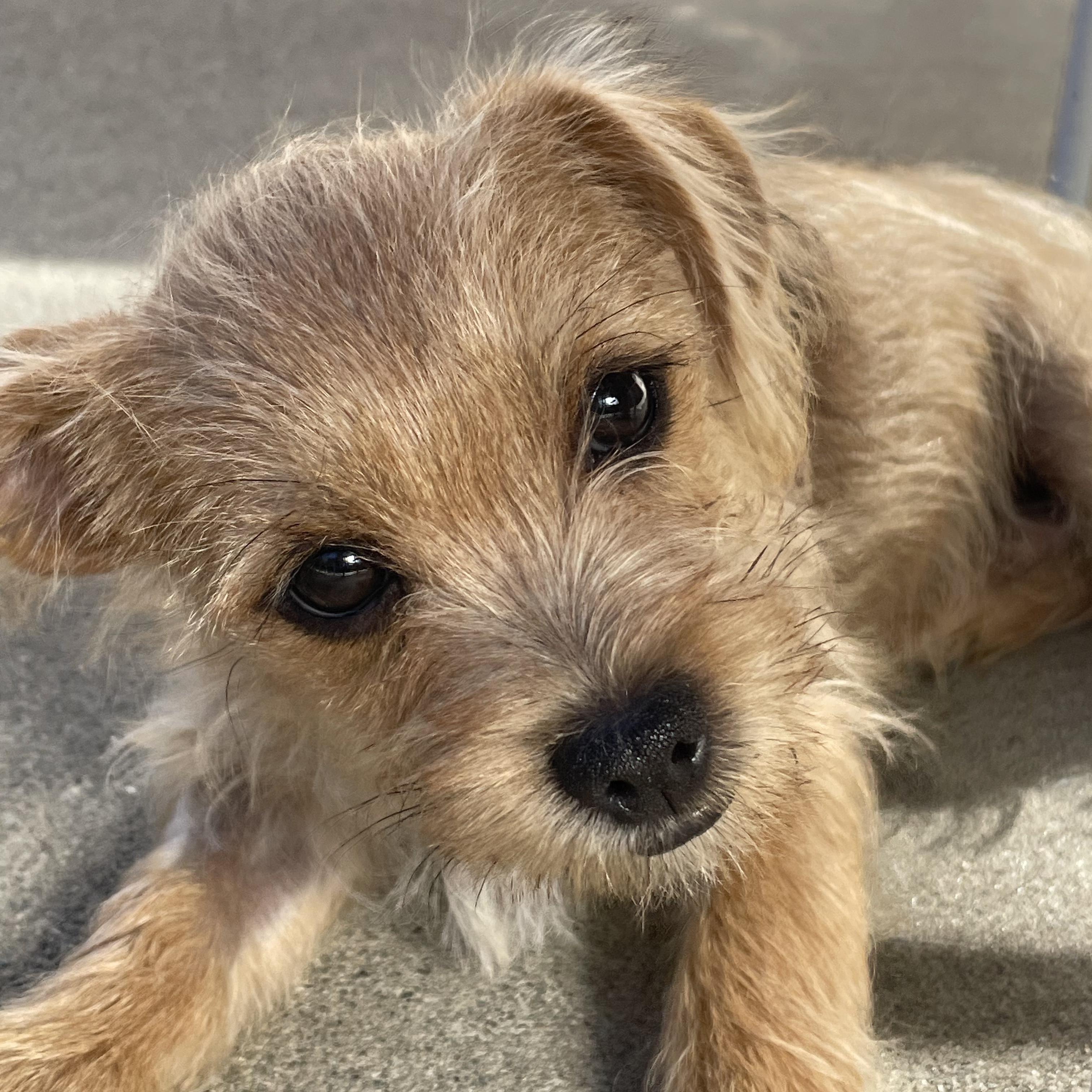 Champagne Litter_Champagne, an adoptable Terrier, Papillon in Redwood City, CA, 94061 | Photo Image 1