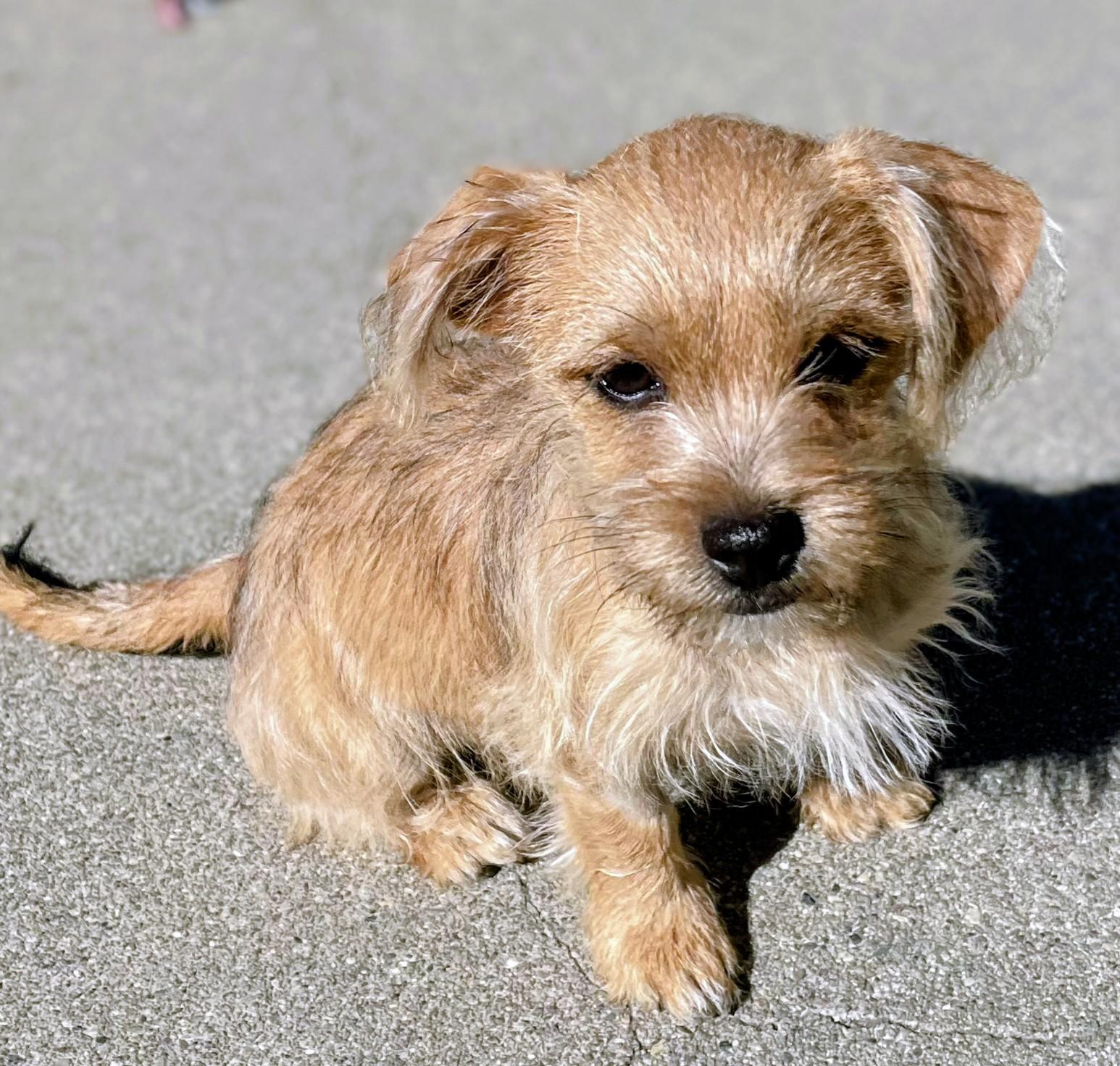 Champagne Litter_Champagne, an adoptable Terrier, Papillon in Redwood City, CA, 94061 | Photo Image 6