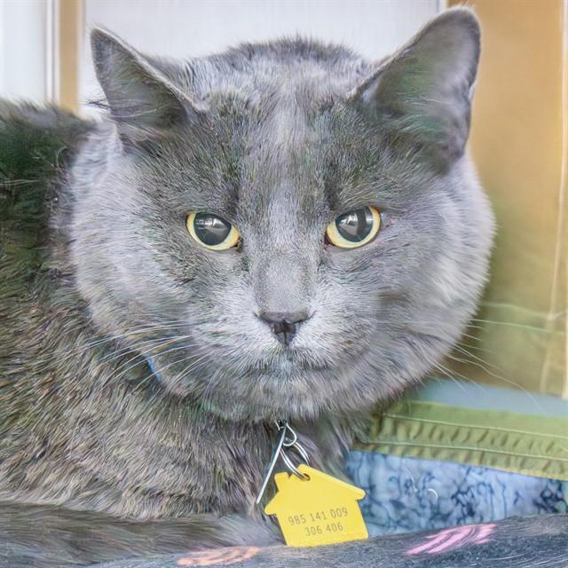 JOE, Adoptable, Adult Male Domestic Short Hair.