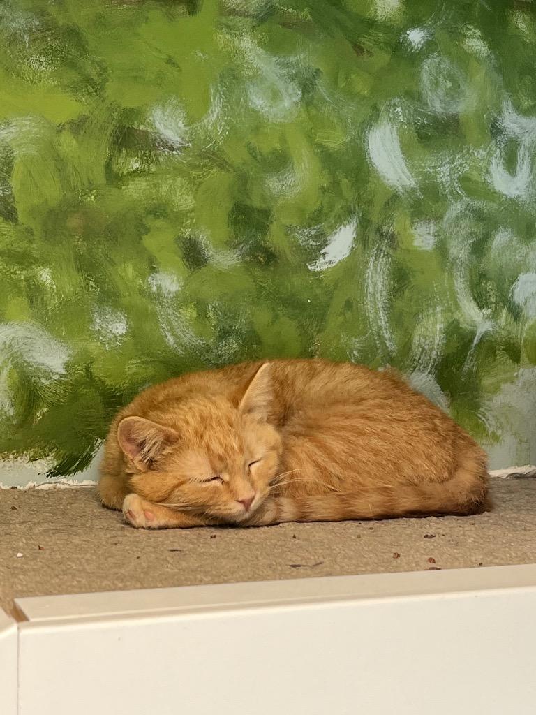 Enlarge Hot Toddy, a Adoptable mixed breed in Winnipeg, MB image 2/3