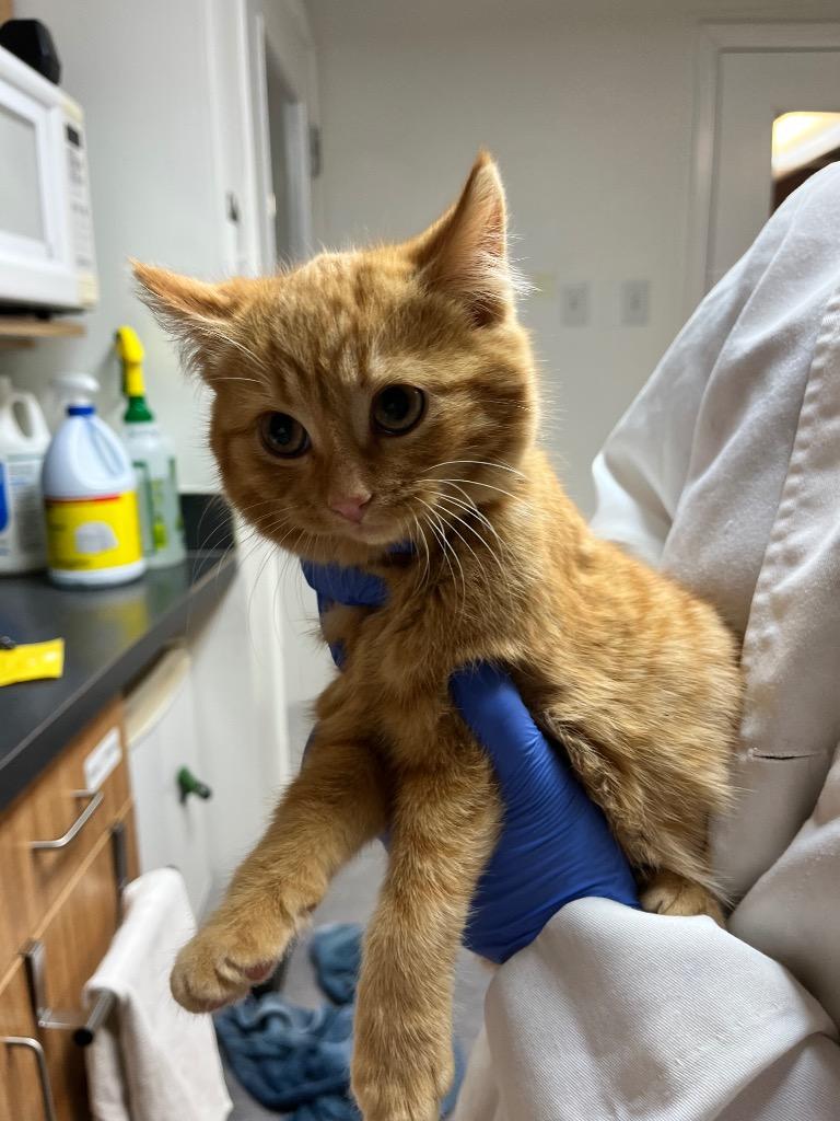 Enlarge Hot Toddy, a Adoptable mixed breed in Winnipeg, MB image 3/3