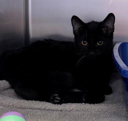 Enlarge Hetfield, a Adoptable mixed breed in Willmar, MN image 1/3