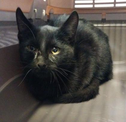 Enlarge Hetfield, a Adoptable mixed breed in Willmar, MN image 2/3