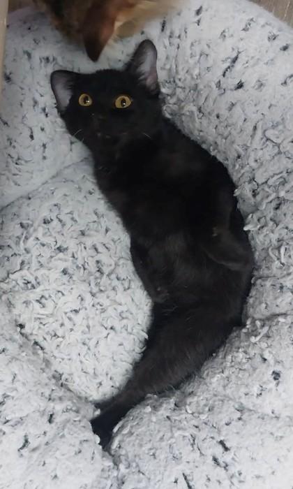 Enlarge Hetfield, a Adoptable mixed breed in Willmar, MN image 3/3