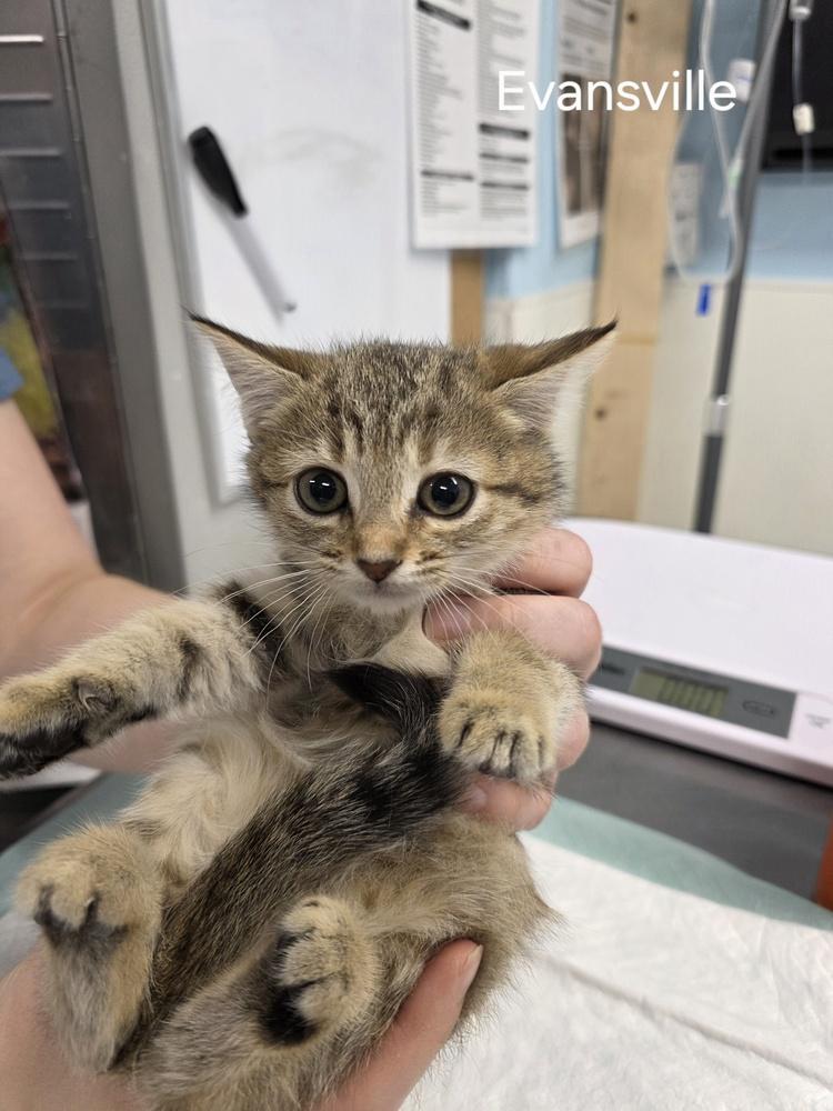 Evansville, Adoptable, Kitten Female Domestic Short Hair.