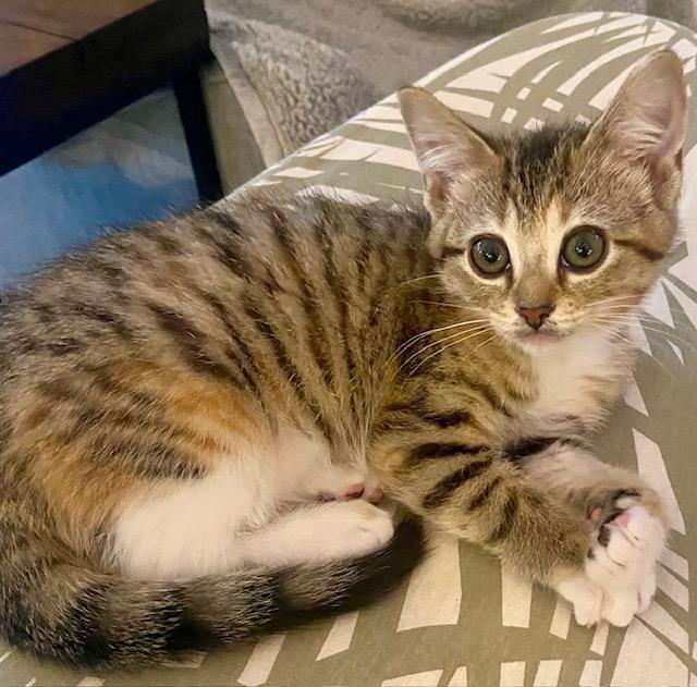 Rivet Ginger, Baby Female Calico