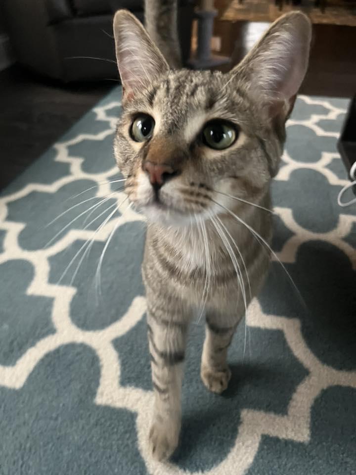 Enlarge Appleton, a Adoptable mixed breed in Woodridge, IL image 3/6