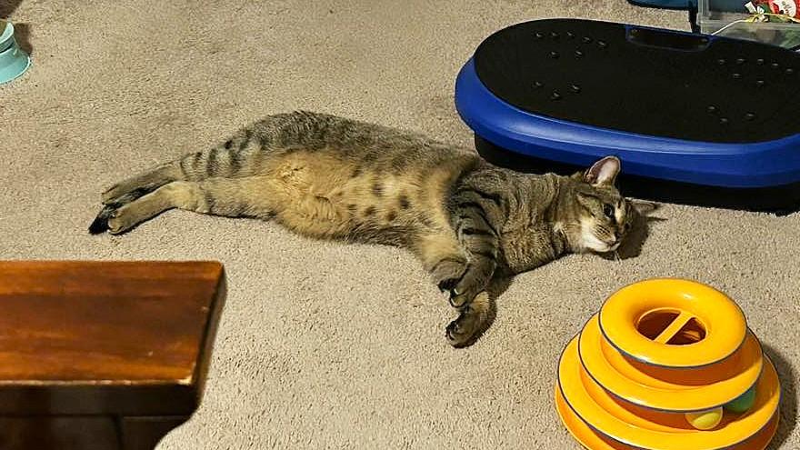 Enlarge Appleton, a Adoptable mixed breed in Woodridge, IL image 2/6