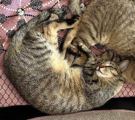 Enlarge Appleton, a Adoptable mixed breed in Woodridge, IL image 5/6