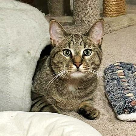 Enlarge Appleton, a Adoptable mixed breed in Woodridge, IL image 1/6