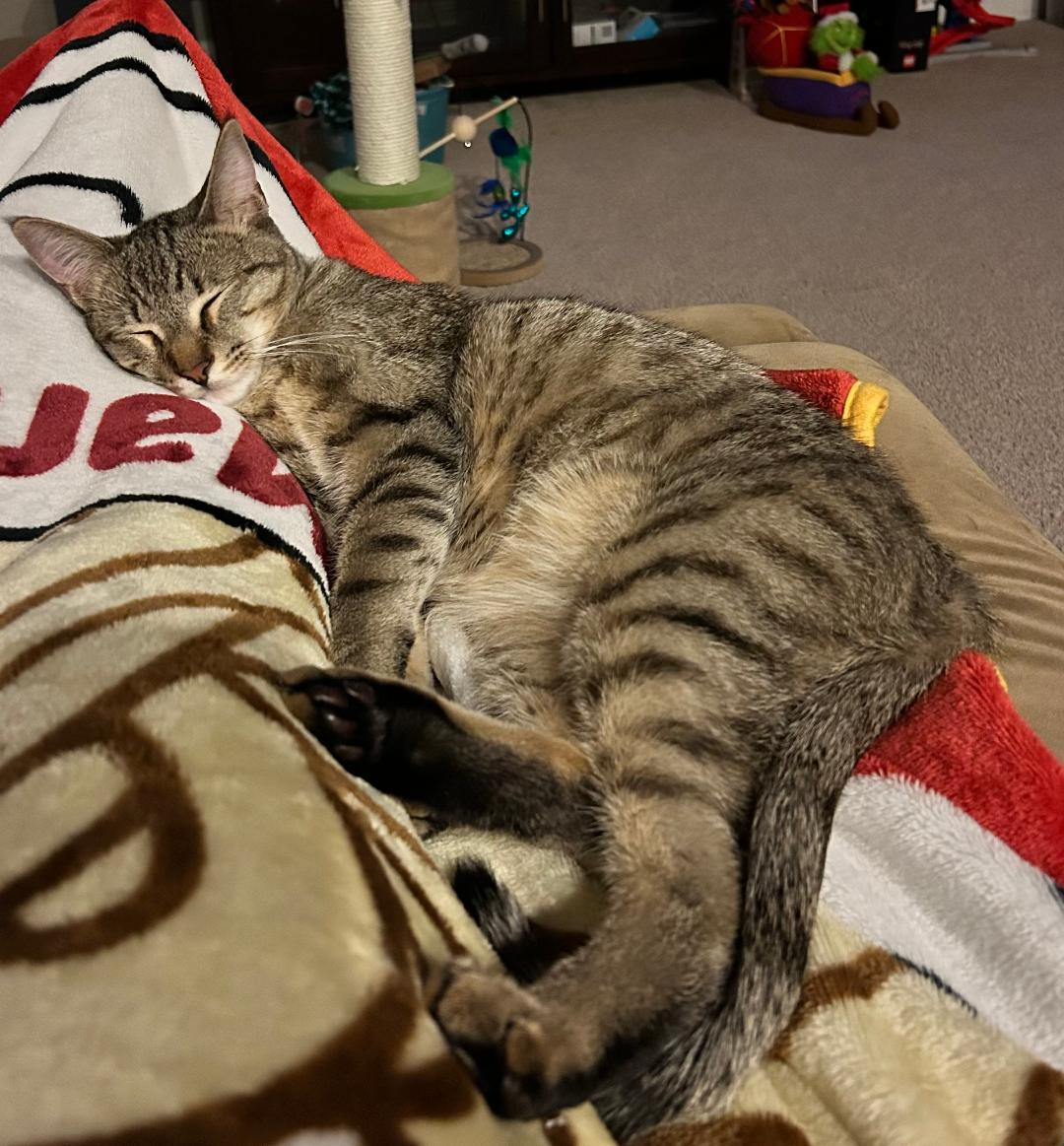 Enlarge Appleton, a Adoptable mixed breed in Woodridge, IL image 4/6