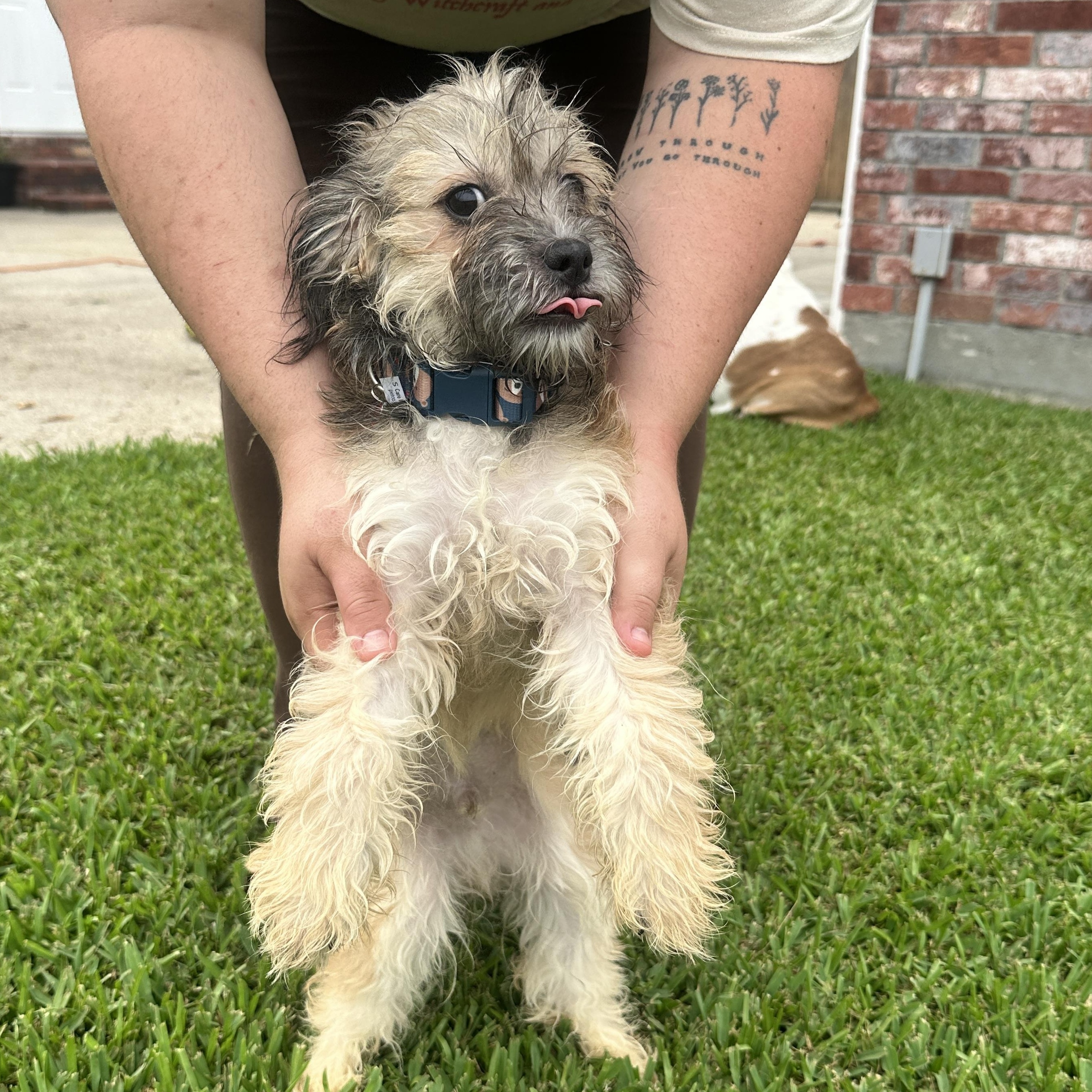 Enlarge Liam, a ADOPTABLE mixed breed in New Orleans, LA image 2/4
