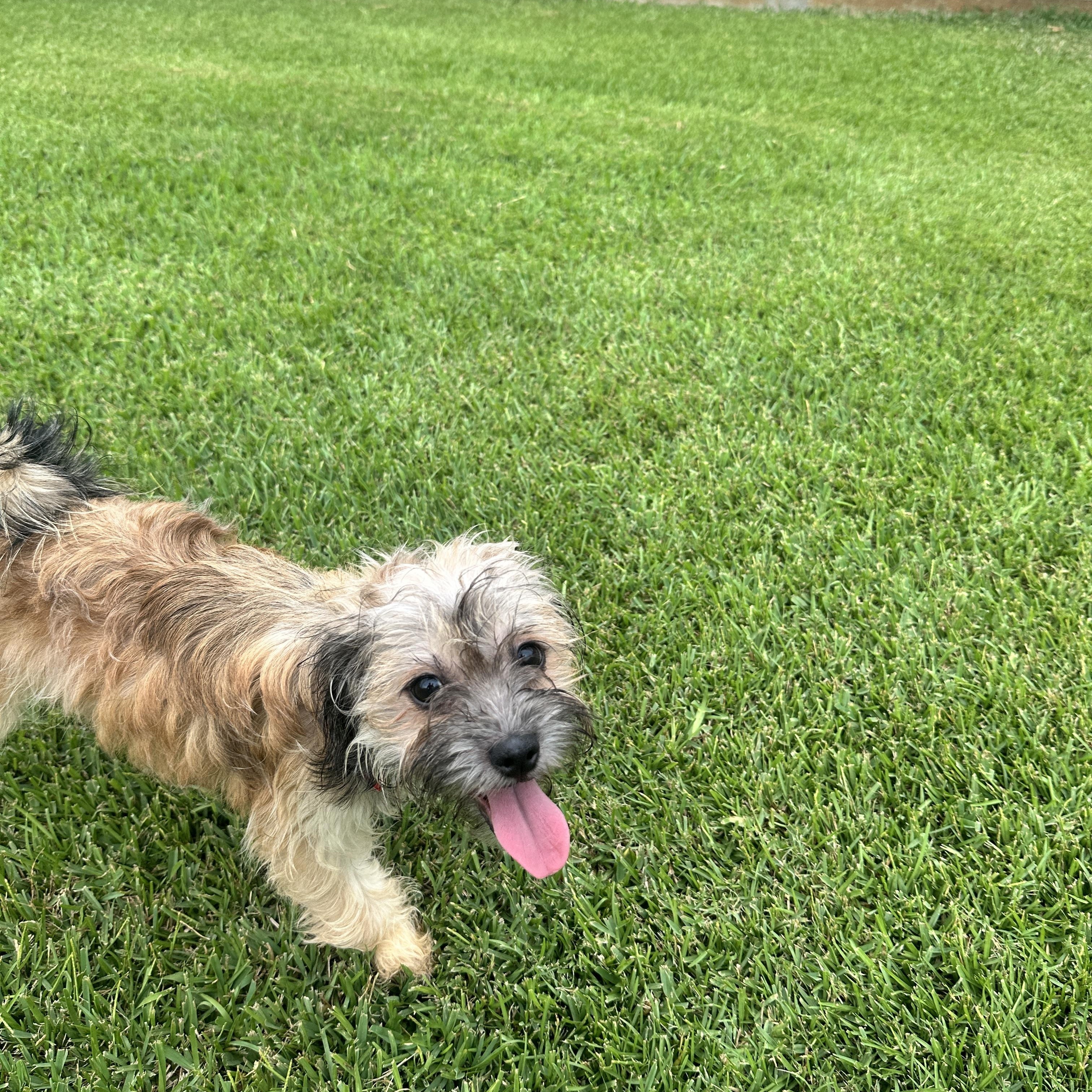 Enlarge Liam, a ADOPTABLE mixed breed in New Orleans, LA image 4/4