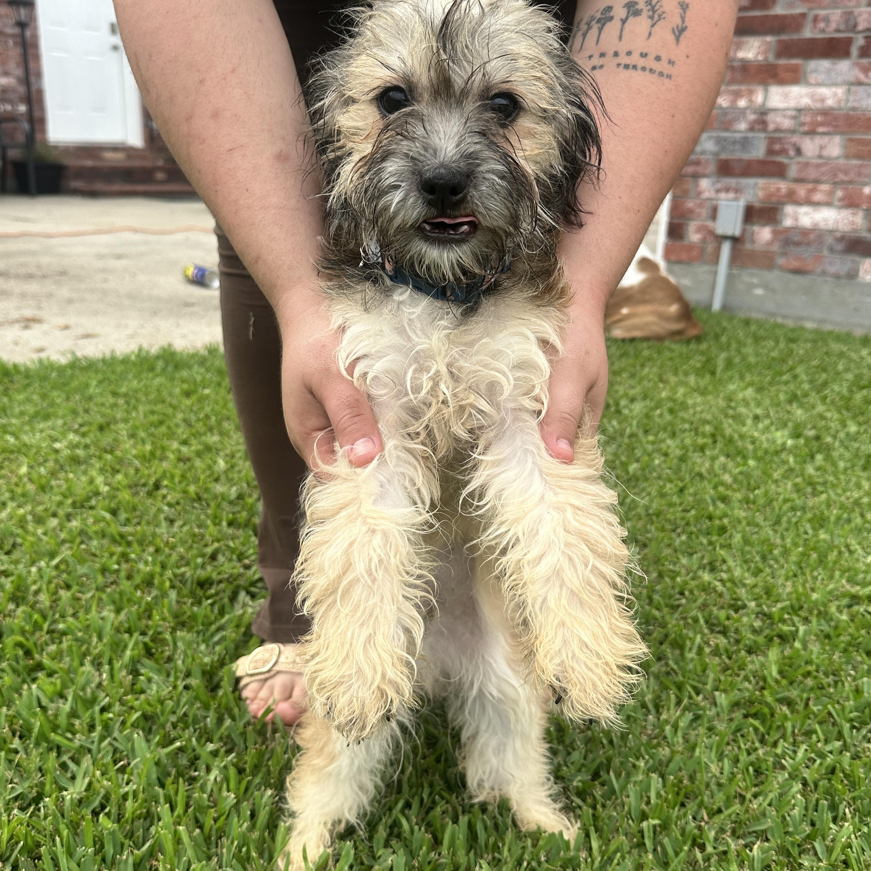 Liam, ADOPTABLE, Puppy Male Shih Tzu.