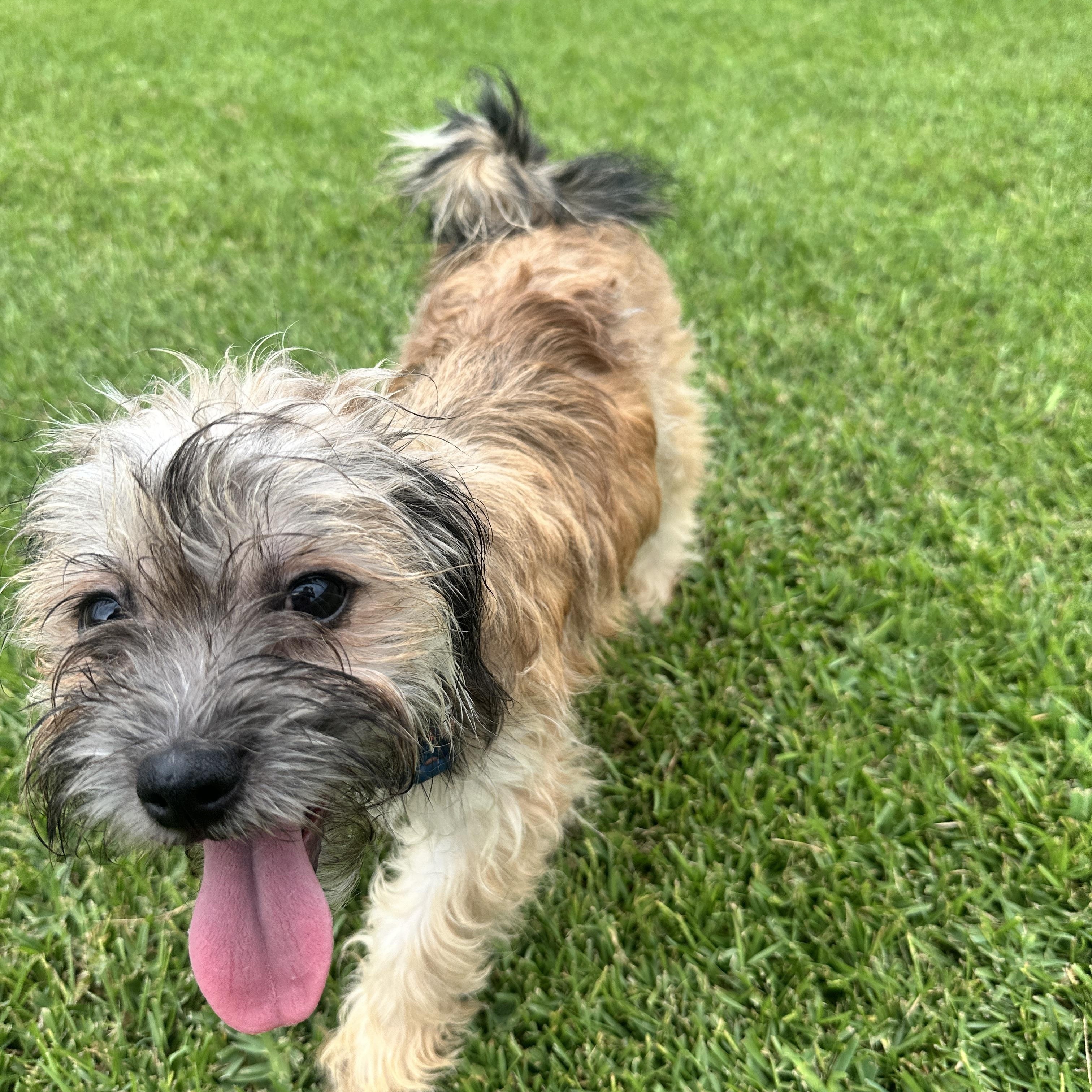 Enlarge Liam, a ADOPTABLE mixed breed in New Orleans, LA image 3/4