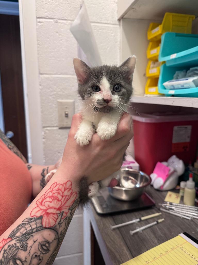 Alfie, Adoptable, Kitten Male Domestic Short Hair.