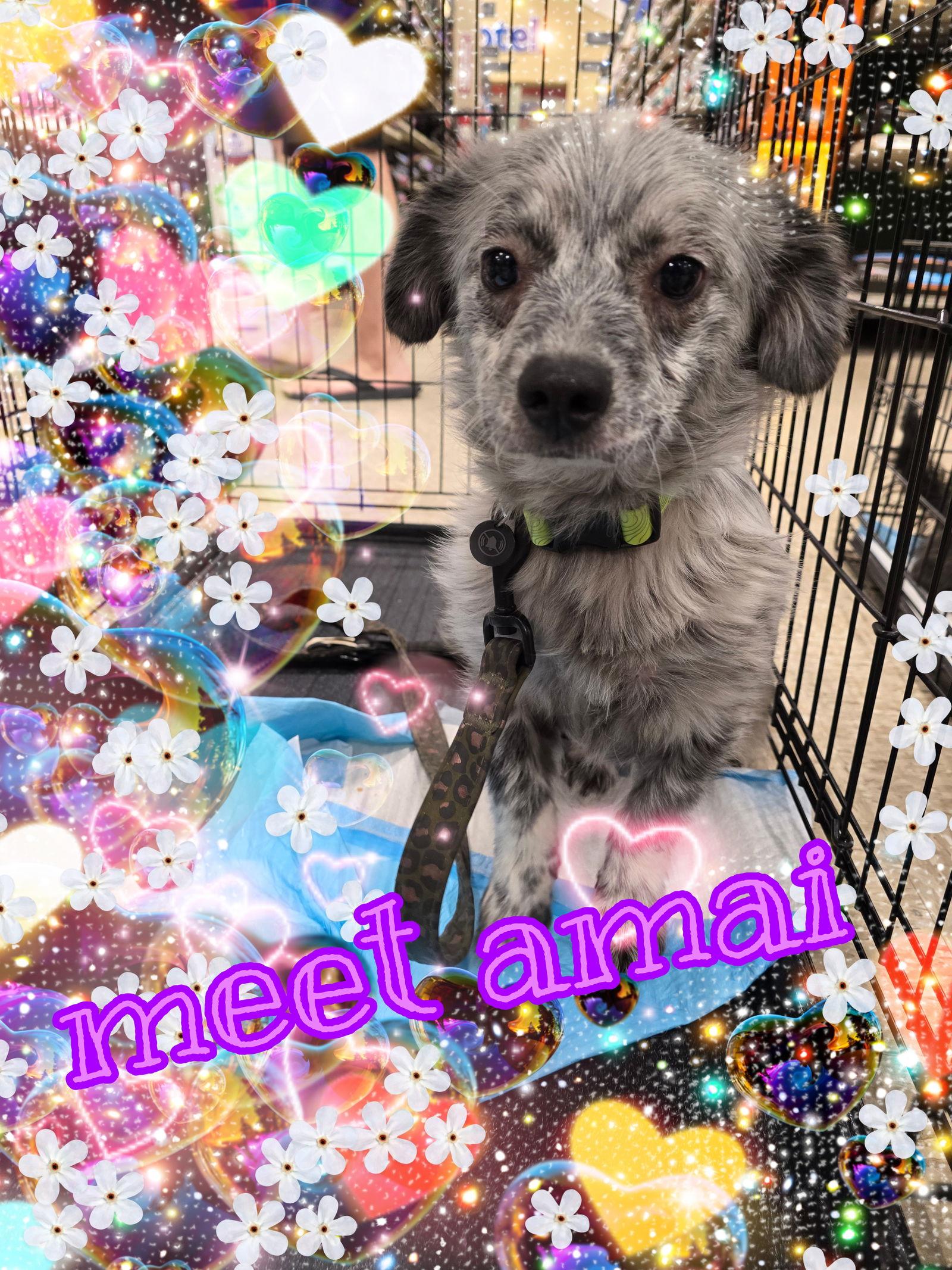 Enlarge Amai, a Adopted mixed breed in San Antonio, TX image 1/1