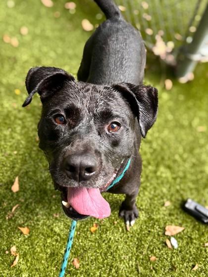 Enlarge Kane, a Adoptable mixed breed in Gainesville, FL image 1/3