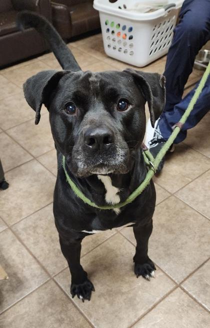 Enlarge Kane, a Adoptable mixed breed in Gainesville, FL image 2/3