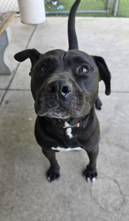 Enlarge Kane, a Adoptable mixed breed in Gainesville, FL image 3/3