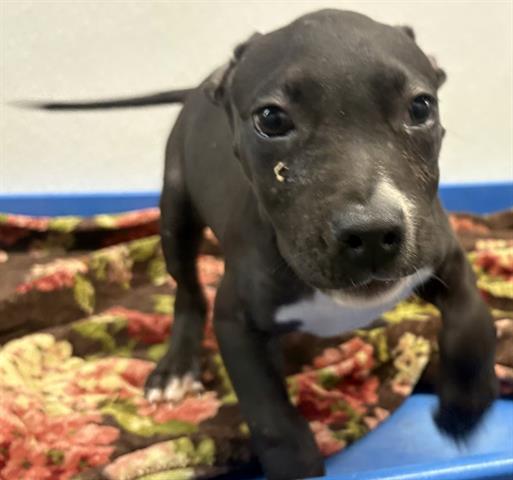 CLAYTON, Adoptable, Puppy Male Pit Bull Terrier.