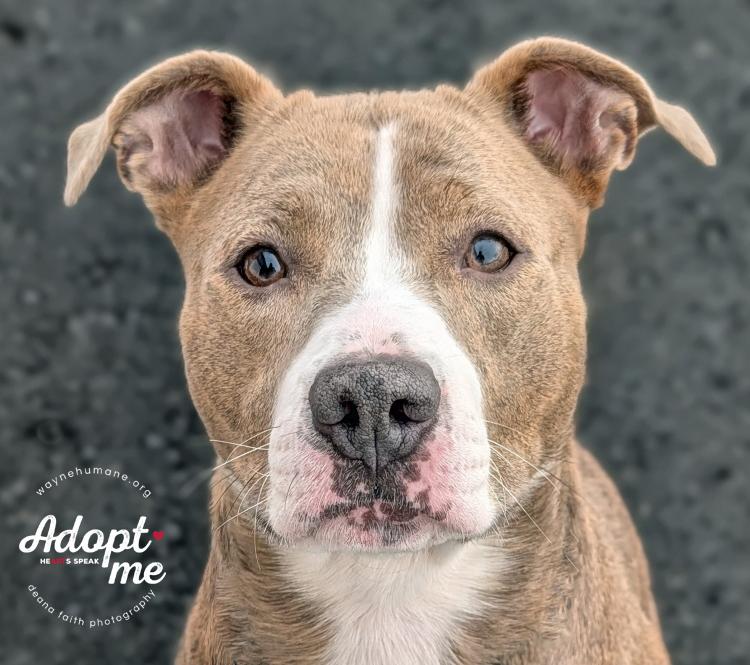 Enlarge Mocha, a ADOPTABLE Pit Bull Terrier in Lyons, NY image 1/4