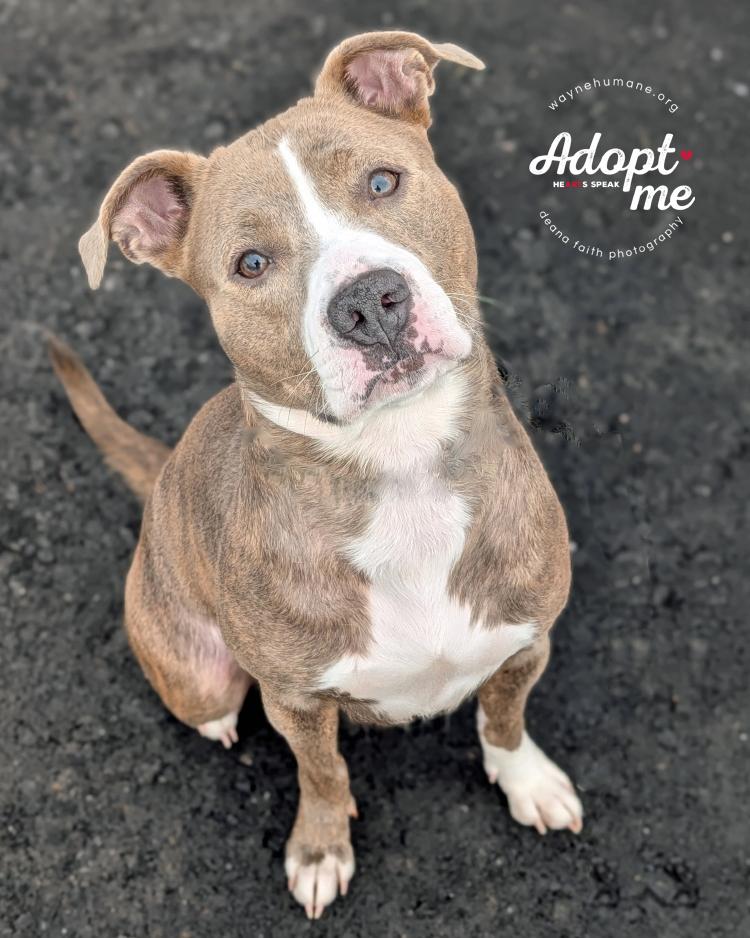 Enlarge Mocha, a ADOPTABLE Pit Bull Terrier in Lyons, NY image 4/4