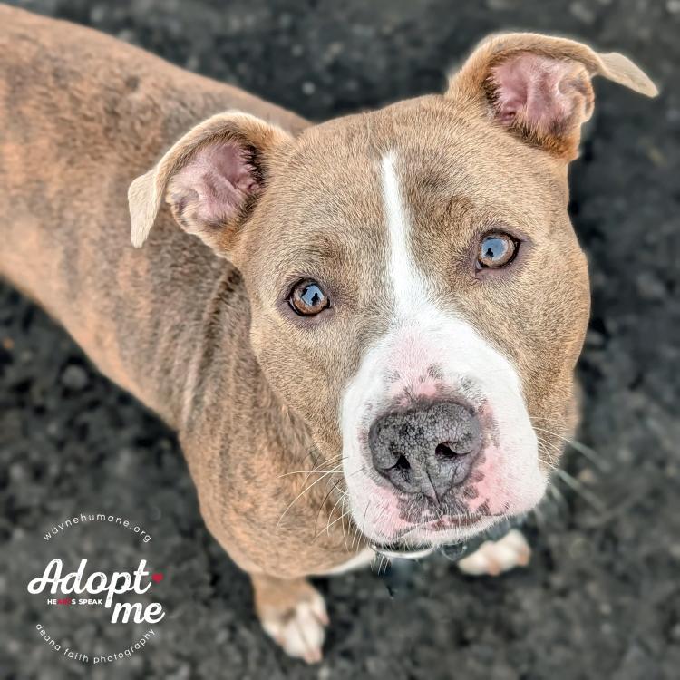 Enlarge Mocha, a ADOPTABLE Pit Bull Terrier in Lyons, NY image 3/4