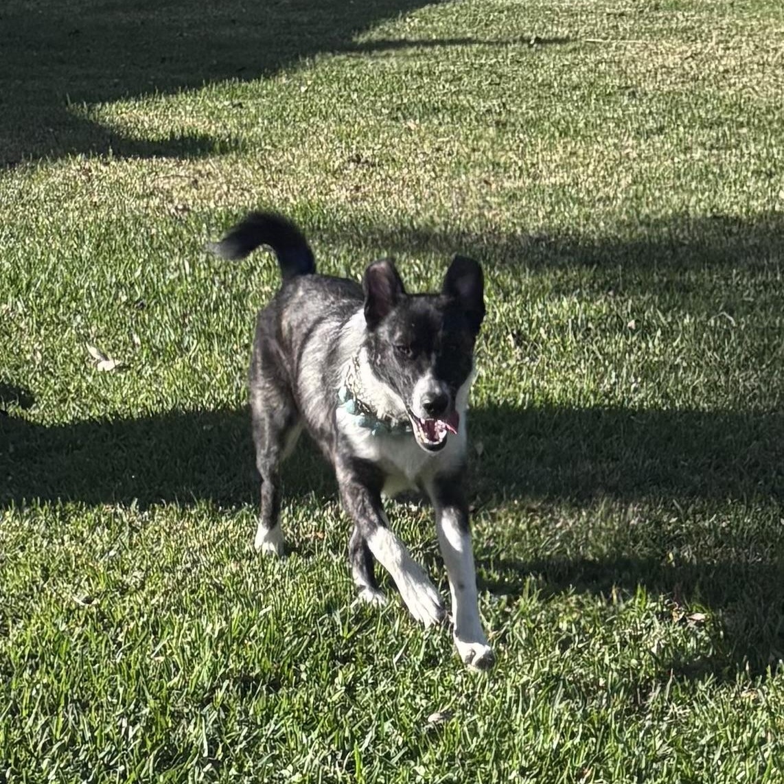 NALA aka SWEETIE (Sweet, Loving, Kind, Dogs, Kids, People-Fostering in Cornville, ME)