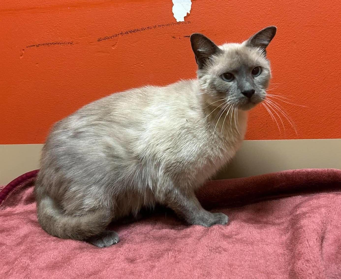 Enlarge Augustus, a Adopted mixed breed in Maryville, MO image 3/4